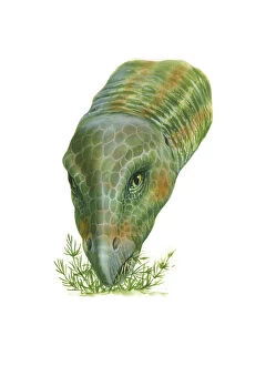Prehistoric Era Gallery: Illustration of Hypsilophodon dinosaur feeding on plants