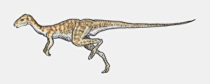 Illustration of Hypsilophodon ornithopod dinosaur Illustration of Hypsilophodon ornithopod dinosaur
