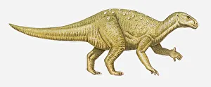 Illustration of an Iguanodon dinosaur, side view Illustration of an Iguanodon dinosaur, side view