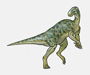 Illustration of Iguanodon ornithopod dinosaur Illustration of Iguanodon ornithopod dinosaur