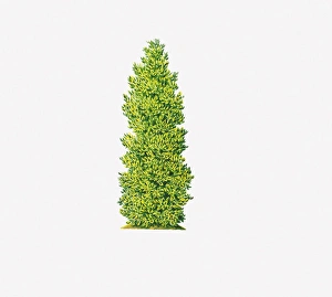 Illustration of Ilex x altaclerensis Belgica Aurea (Silver Sentinel) showing shape of tree Illustration of Ilex x altaclerensis Belgica Aurea (Silver Sentinel) showing shape of tree
