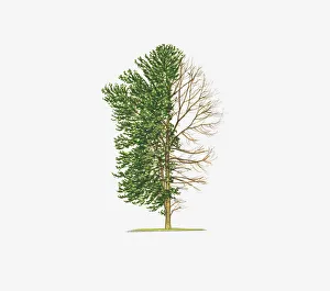 Illustration of Ilex x altaclerensis Lawsoniana (Highclere Holly) showing shape of tree Illustration of Ilex x altaclerensis Lawsoniana (Highclere Holly) showing shape of tree