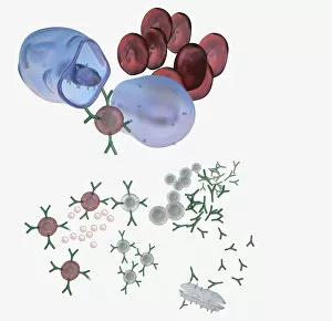 Illustration of immune response, involving chain of defensive white blood cells, triggered by microb
