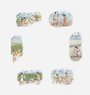 Illustration of Incas cultivating maize and potatoes, spring, summer, autumn and winter Illustration of Incas cultivating maize and potatoes, spring, summer, autumn and winter
