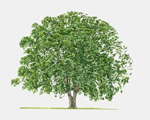 Illustration of Indian Laburnum (Golden Shower), a deciduous or semi-evergreen tree Illustration of Indian Laburnum (Golden Shower), a deciduous or semi-evergreen tree