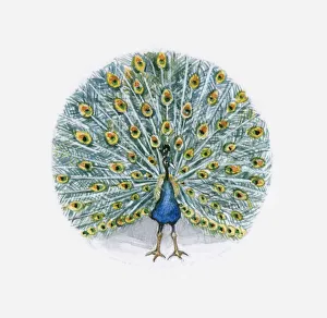 Illustration of Indian Peafowl (Pavo cristatus) Illustration of Indian Peafowl (Pavo cristatus)
