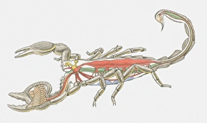 Illustration of internal anatomy of Imperial Scorpion (Pandinus imperator) Illustration of internal anatomy of Imperial Scorpion (Pandinus imperator)