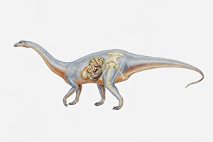 Illustration of the internal anatomy of a Riojasaurus, Triassic period Illustration of the internal anatomy of a Riojasaurus, Triassic period
