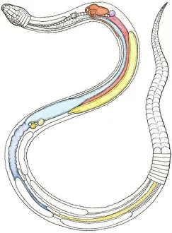 Male Animal Gallery: Illustration of internal organs of a snake including heart, lung, intestines, pancreas