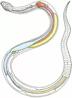 Biomedical Illustration Gallery: Illustration of internal organs of a snake including heart, lung, intestines, pancreas