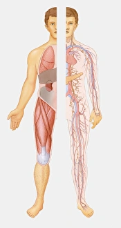 Illustration of internal systems of human body Illustration of internal systems of human body