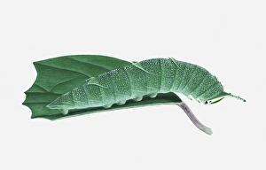 Illustration of Japanese Emperor (Sasakia charonda) caterpillar on leaf Illustration of Japanese Emperor (Sasakia charonda) caterpillar on leaf