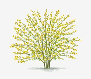 Illustration of Jasminum nudiflorum (Winter Jasmine) with abundance of small yellow Illustration of Jasminum nudiflorum (Winter Jasmine) with abundance of small yellow