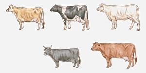 Illustration of Jersey, Friesian, Charolais, Red Poll and Dexter Illustration of Jersey, Friesian, Charolais, Red Poll and Dexter