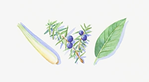 Illustration of Juniper berries and leaves on stem, green petitgrain leaf Illustration of Juniper berries and leaves on stem, green petitgrain leaf