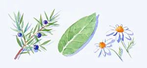 Illustration of Juniper leaves and juniper berries on stem Illustration of Juniper leaves and juniper berries on stem
