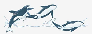 Illustration of Killer Whales (Orcinus orca) breaching (leaping) out of water Illustration of Killer Whales (Orcinus orca) breaching (leaping) out of water