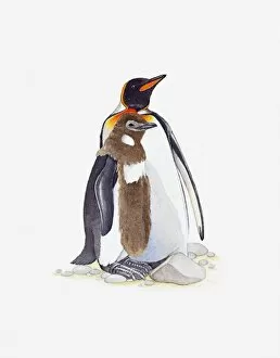 Images Dated 9th May 2011: Illustration of King Penguin (Aptenodytes patagonicus) with molting chick