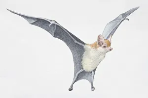 Illustration, Kittis Hog-nosed Bat (Craseonycteris thonglongyai) with wings outspread Illustration, Kittis Hog-nosed Bat (Craseonycteris thonglongyai) with wings outspread
