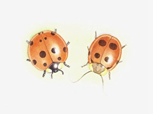 Illustration of Ladybird (Coccinellidae) next to cockroach that looks like a ladybird Illustration of Ladybird (Coccinellidae) next to cockroach that looks like a ladybird