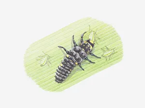 Illustration of ladybird larva eating aphids Illustration of ladybird larva eating aphids