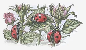 Illustration of Ladybirds feeding on aphids Illustration of Ladybirds feeding on aphids