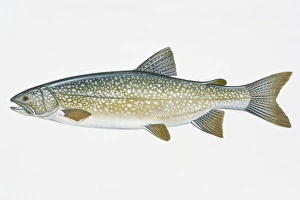 Illustration of Lake Trout (Salvelinus namaycush), North American freshwater fish Illustration of Lake Trout (Salvelinus namaycush), North American freshwater fish
