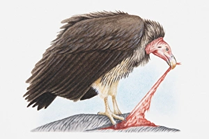 Illustration of Lappet-faced vulture (Torgos tracheliotos) feeding on another animal Illustration of Lappet-faced vulture (Torgos tracheliotos) feeding on another animal