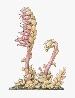 Illustration of Lathraea squamaria (Toothwort), parasitic with short flower-bearing shoots, pink flo Illustration of Lathraea squamaria (Toothwort), parasitic with short flower-bearing shoots, pink flo