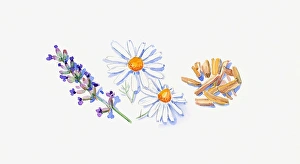 Illustration of lavender flowers on stem, German chamomile flowers, and sandalwood chips Illustration of lavender flowers on stem, German chamomile flowers, and sandalwood chips