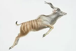 South African Gallery: Illustration, leaping Nyala (Tragelaphus angasii), curly horns