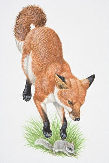 Illustration, leaping Red Fox (Vulpes vulpes) attacking small rodent, front view Illustration, leaping Red Fox (Vulpes vulpes) attacking small rodent, front view