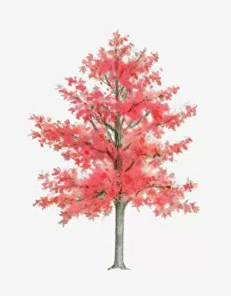 Watercolor paintings Collection: Illustration of Liquidambar (Sweet Gum) tree