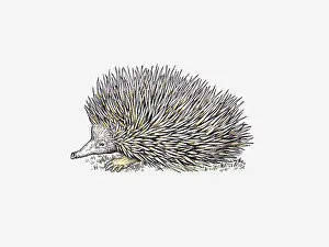 Illustration of Long-beaked Echidna (Zaglossus) Illustration of Long-beaked Echidna (Zaglossus)