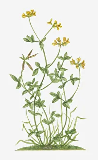 Illustration of Lotus corniculatus (Bird's Foot Trefoil) with yellow flowers Illustration of Lotus corniculatus (Bird's Foot Trefoil) with yellow flowers