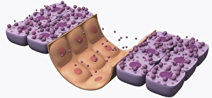 Illustration of low blood glucose response Illustration of low blood glucose response