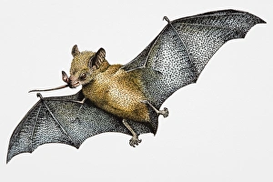 Illustration of Madagascar Fruit Bat (Pteropus rufus), carrying boabab flower in mouth Illustration of Madagascar Fruit Bat (Pteropus rufus), carrying boabab flower in mouth