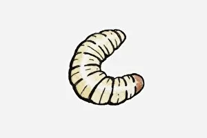 Illustration of a maggot