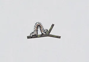 Illustration of Magpie Moth (Abraxas grossulariata) caterpillar on stem Illustration of Magpie Moth (Abraxas grossulariata) caterpillar on stem