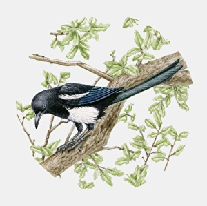 Illustration of a Magpie (Pica pica) sitting on a tree Illustration of a Magpie (Pica pica) sitting on a tree