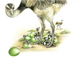 Illustration of male Emu (Dromaius novaehollandiae) standing over young birds hatching from green eggs as another Emu Illustration of male Emu (Dromaius novaehollandiae) standing over young birds hatching from green eggs as another Emu