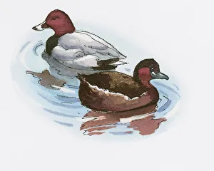 Illustration of male and female Common Pochard (Aythya ferina) ducks on Lake Burdur Illustration of male and female Common Pochard (Aythya ferina) ducks on Lake Burdur