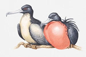 Illustration of male and female Magnificent frigatebirds (Fregata magnificens) sitting side by side Illustration of male and female Magnificent frigatebirds (Fregata magnificens) sitting side by side