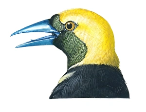 Illustration of male Hooded Oriole (Icterus cucullatus), bird with bright orange-yellow head and nape Illustration of male Hooded Oriole (Icterus cucullatus), bird with bright orange-yellow head and nape