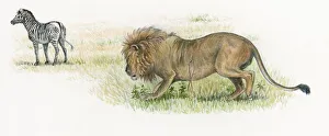Illustration of male lion stalking zebra on grassland Illustration of male lion stalking zebra on grassland