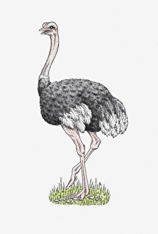 Illustration of male Ostrich (Struthio camelus) standing on grass Illustration of male Ostrich (Struthio camelus) standing on grass