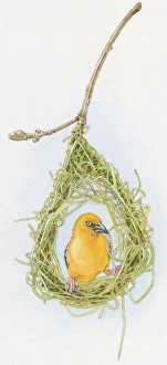 Illustration of male Slender-billed Weaver (Ploceus pelzelni) inside nest of dried grass Illustration of male Slender-billed Weaver (Ploceus pelzelni) inside nest of dried grass