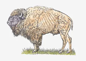 Illustration of male Steppe Bison or Steppe Wisent (Bison priscus) standing on grass Illustration of male Steppe Bison or Steppe Wisent (Bison priscus) standing on grass