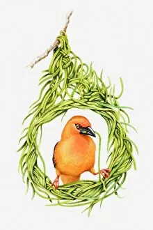 Images Dated 22nd May 2010: Illustration of male weaver bird building nest