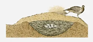 Illustration of Malleefowl (Leipoa ocellata) covering its eggs with sand Illustration of Malleefowl (Leipoa ocellata) covering its eggs with sand